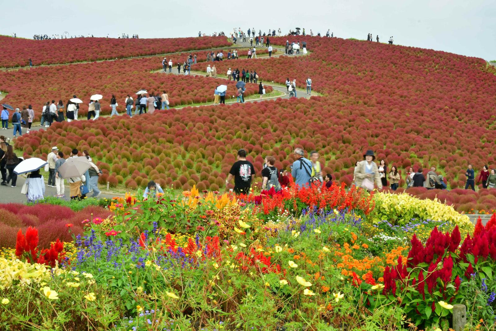 開花状況