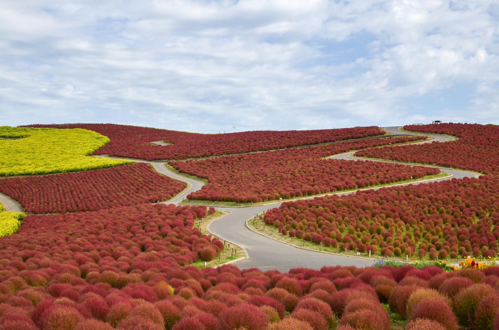 開花状況