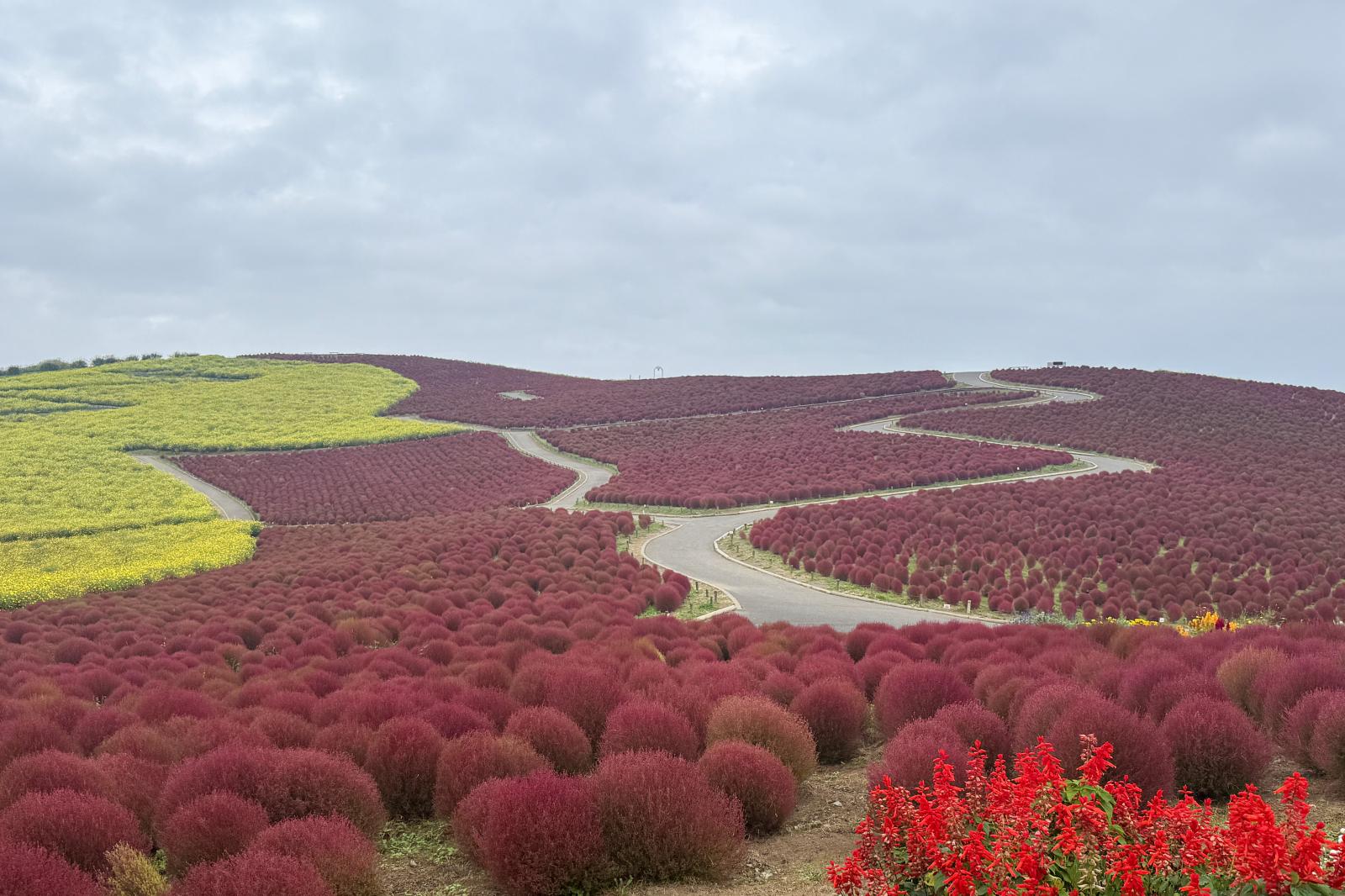 開花状況