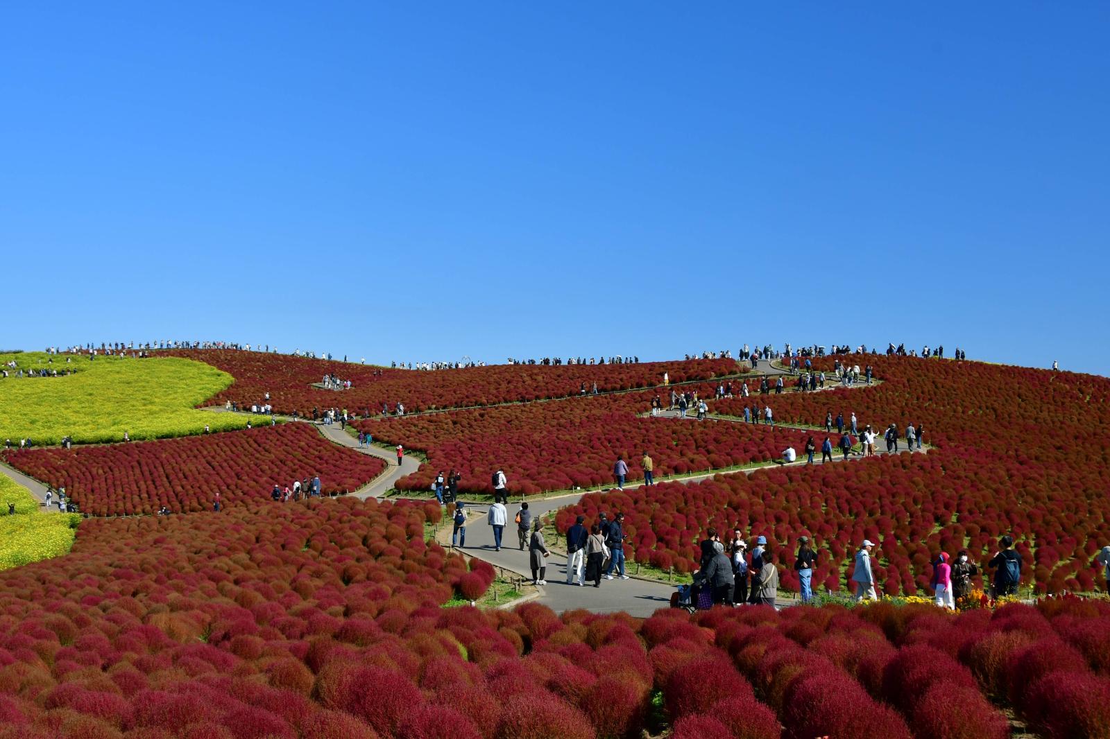 開花状況