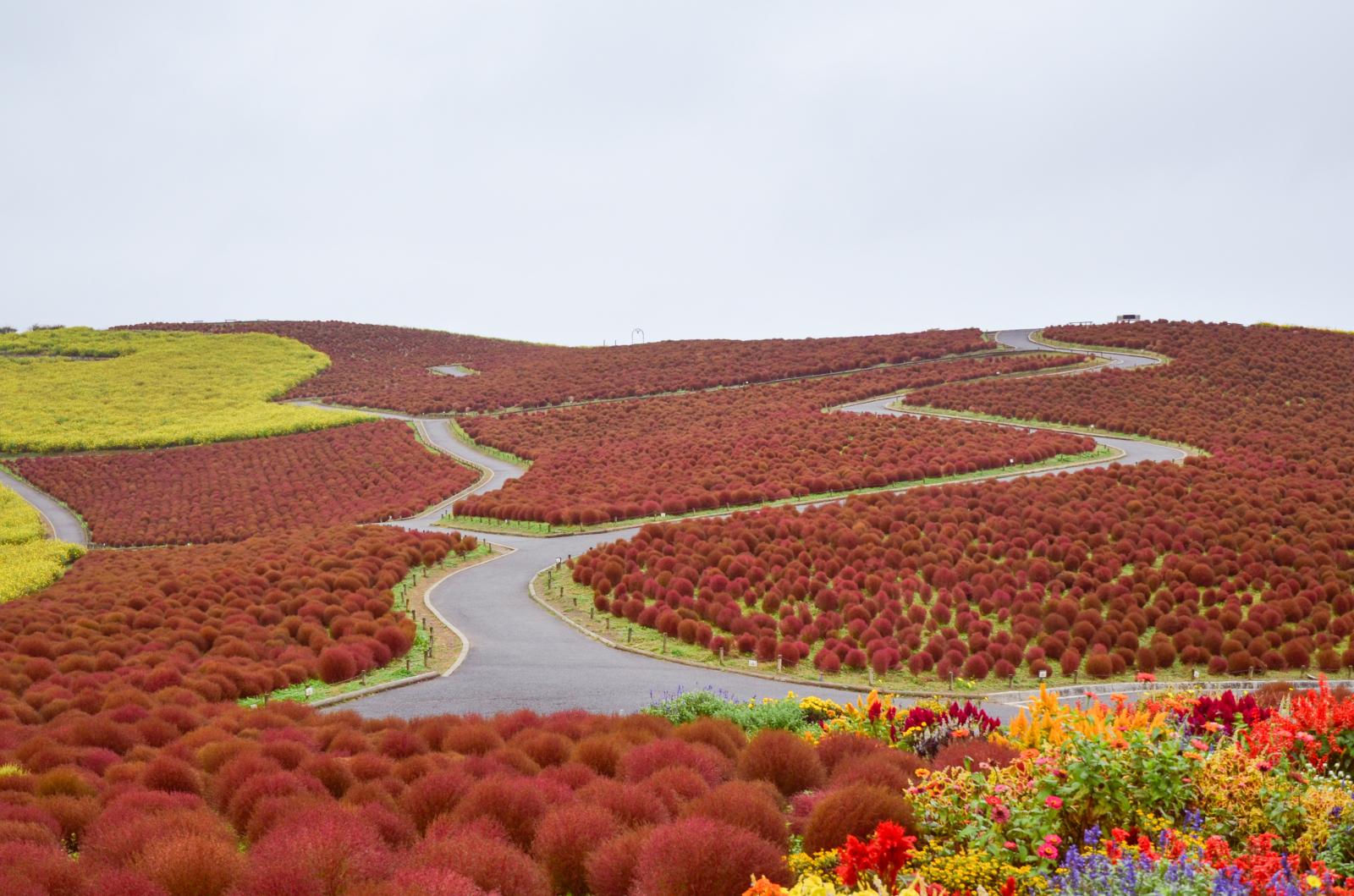 開花状況