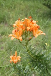 野生植物パートナー5