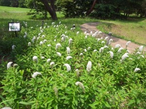 野生植物パートナー4