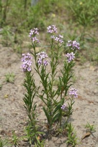 野生植物パートナー3