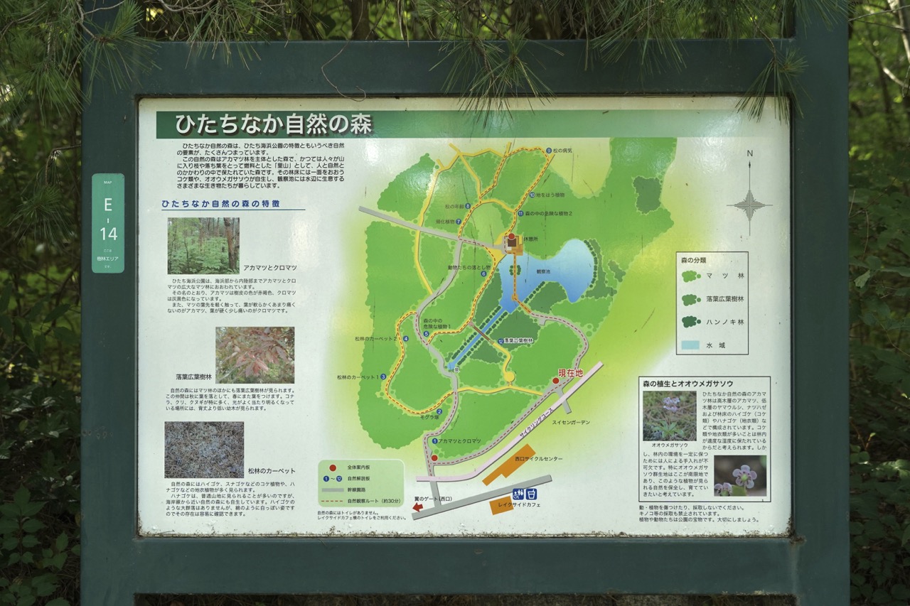 ひたちなか自然の森1