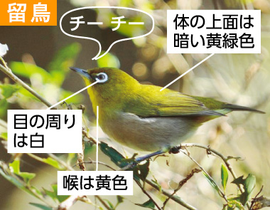 冬の野鳥ずかん（メジロ）