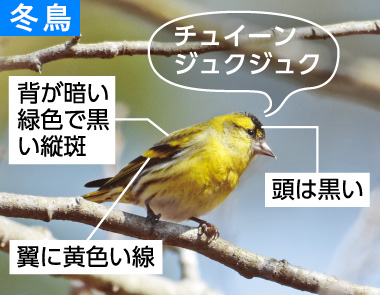 冬の野鳥ずかん（マヒワ）