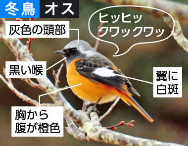 冬の野鳥ずかん（ジョウビタキ）