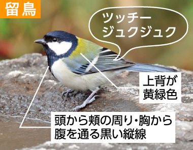 冬の野鳥ずかん（シジュウカラ）