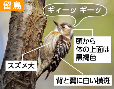 冬の野鳥ずかん（コゲラ）