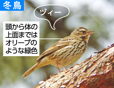 冬の野鳥ずかん（ビンズイ）