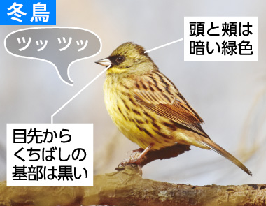 冬の野鳥ずかん（アオジ）