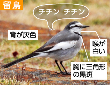 冬の野鳥ずかん（ハクセキレイ）