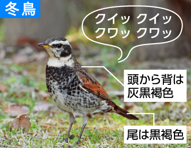 冬の野鳥ずかん（ツグミ）