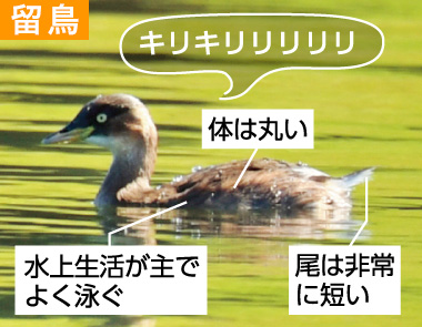 冬の野鳥ずかん（カイツブリ）