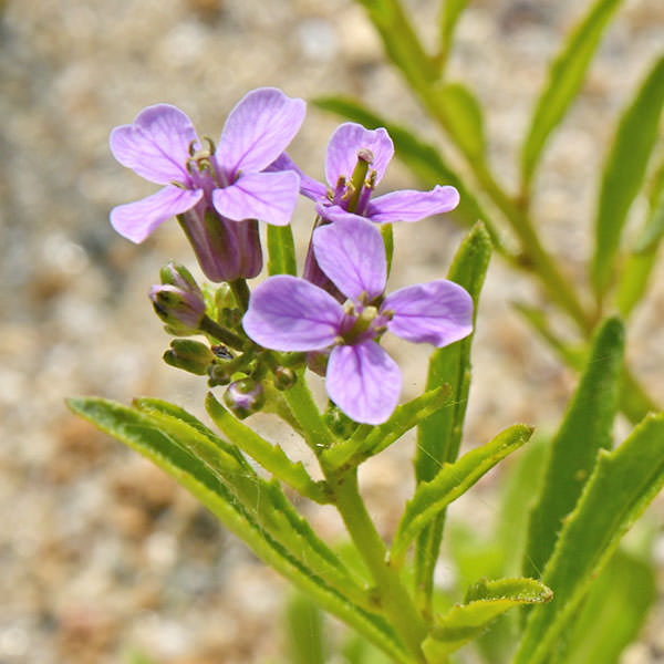 ハナハタザオ06