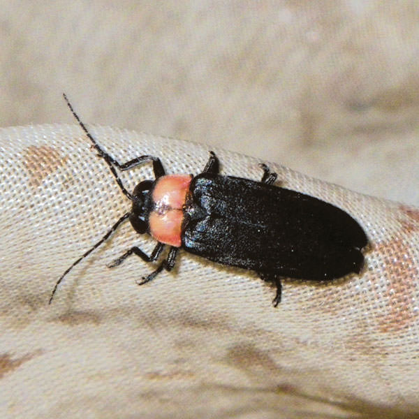 ゲンジボタル