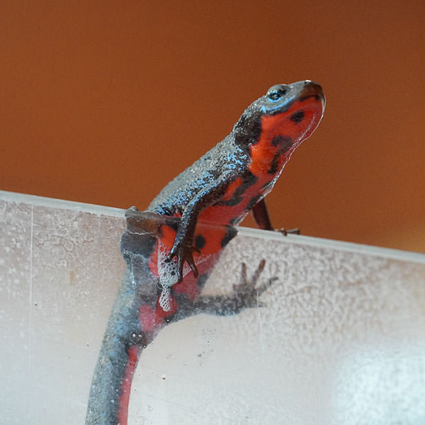 アカハライモリ