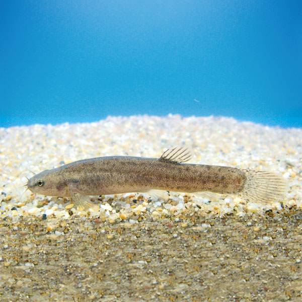 ホトケドジョウ