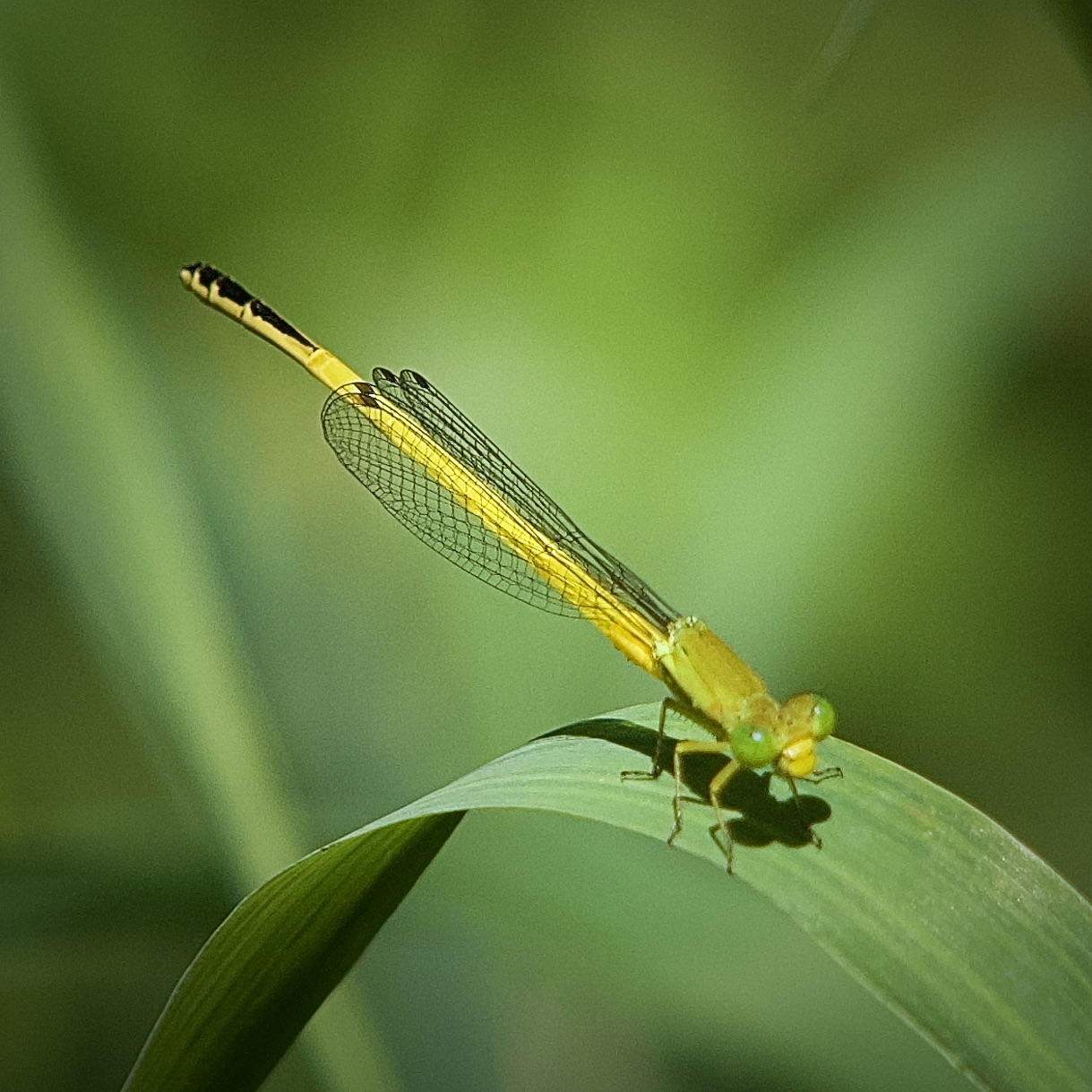 キイトトンボ