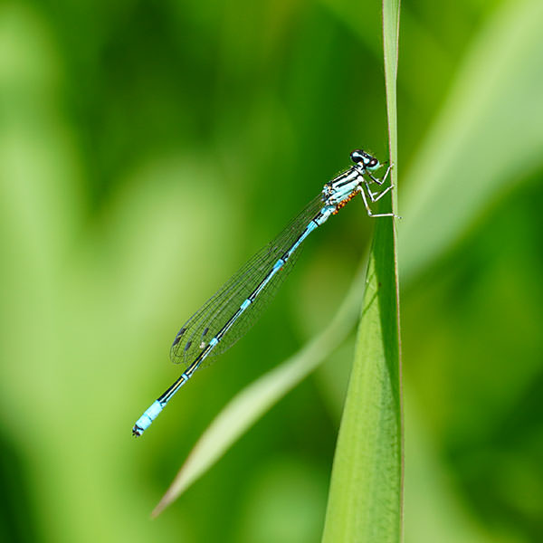 オゼイトトンボ