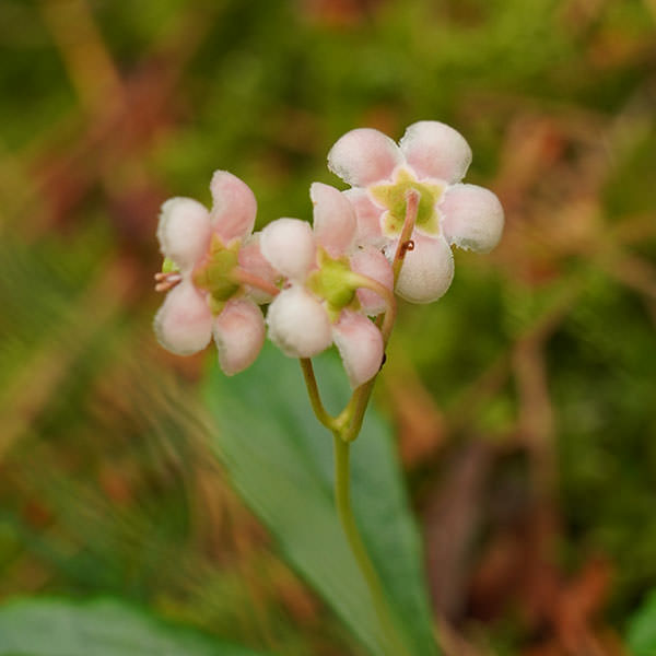 オオウメガサソウ