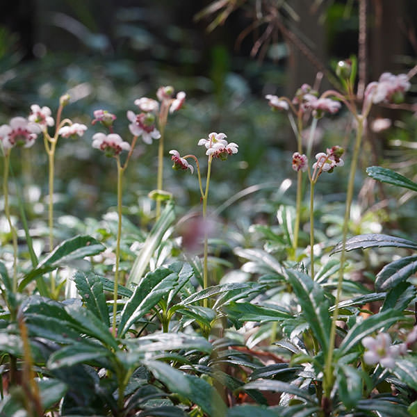 オオウメガサソウ06