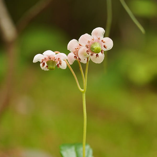 オオウメガサソウ07