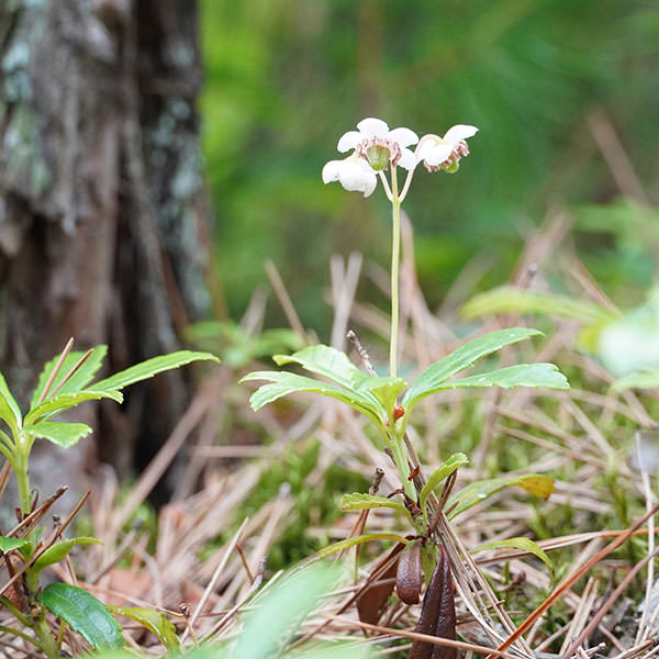 オオウメガサソウ08