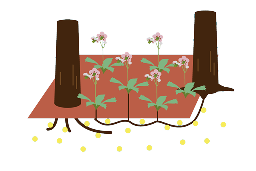 オオウメガサソウの説明1