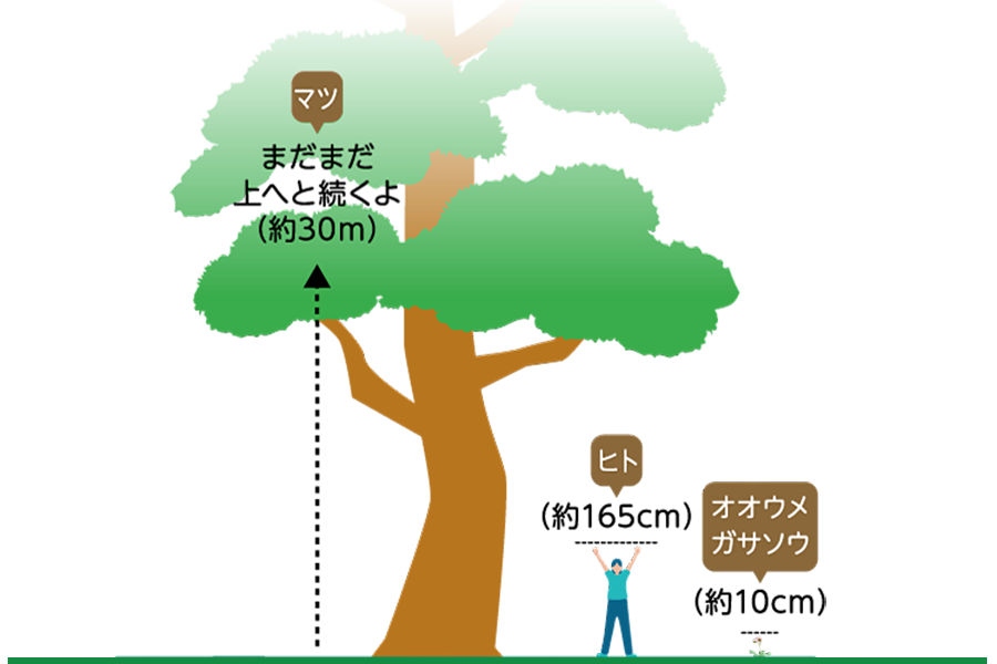 オオウメガサソウの説明2