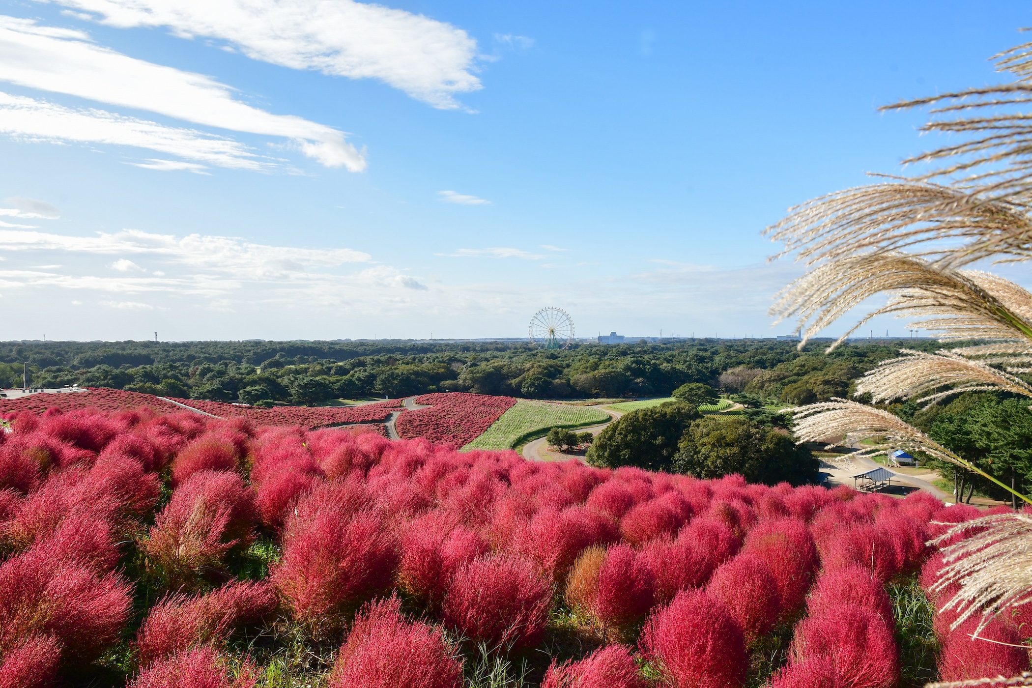 写真撮影おたすけ隊 ＜Flowerフォトポイントガイド＞ コキアに関するページ