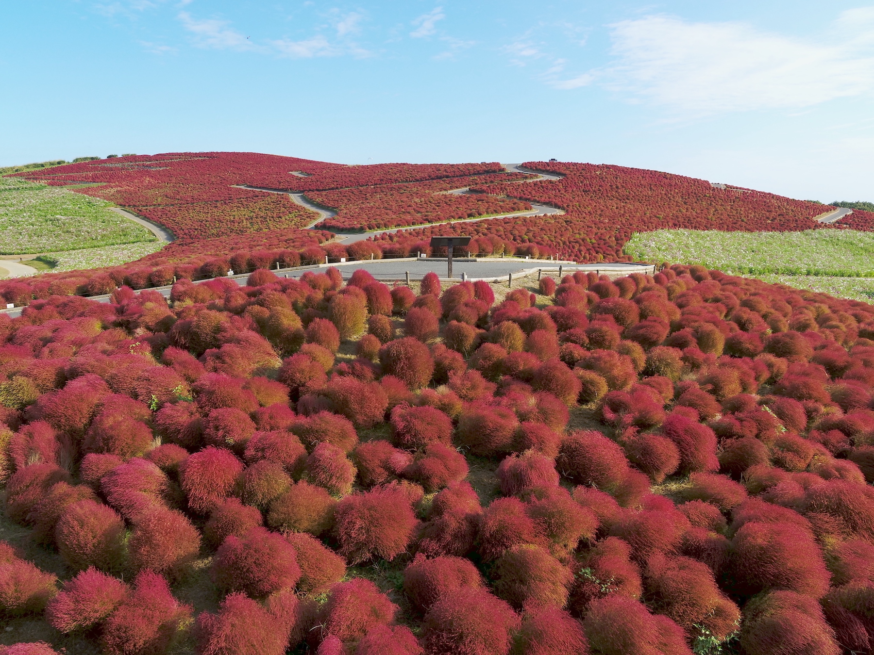 国営ひたち海浜公園コキア紅葉