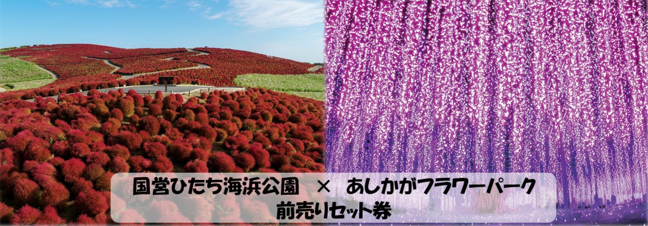 国営ひたち海浜公園×あしかがフラワーパークセット券バナー