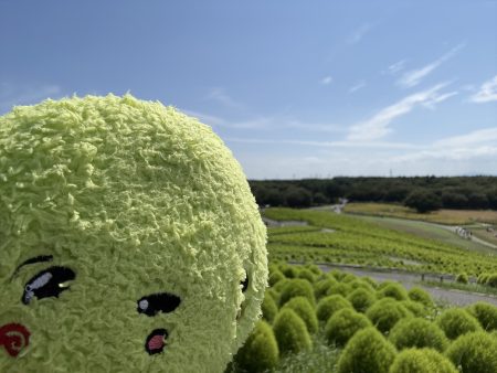 自撮りするふわりん