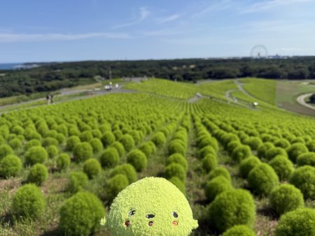 自撮りするふわりん2