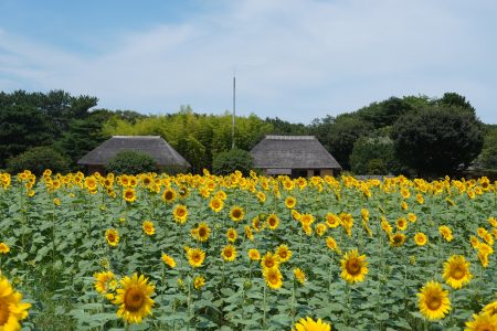 みはらしの里のヒマワリ