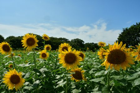 みはらしの里のヒマワリ 20258081103
