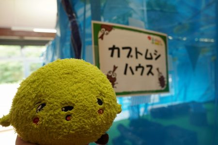 20250730カブトムシハウスにいるふわりん