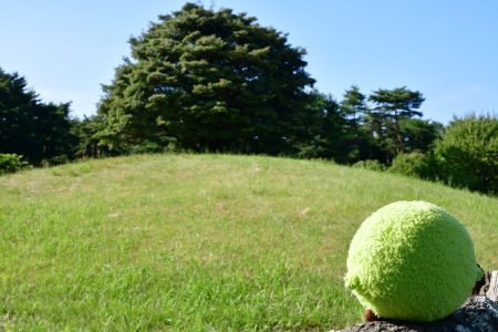モッコクの木とふわりん
