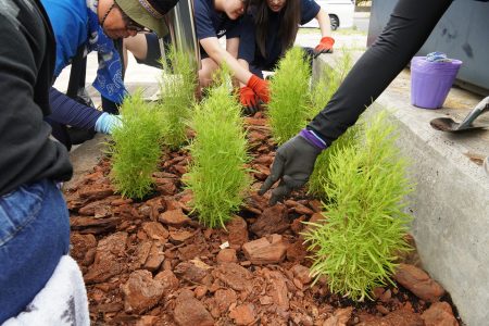 スターバックスひたちなか店 コキア植栽体験06