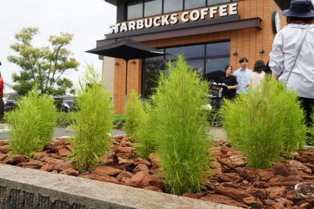 スターバックスひたちなか店 コキア植栽体験08