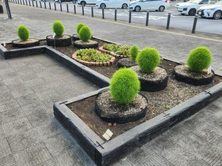スターバックスひたちなか店 コキア植栽体験09