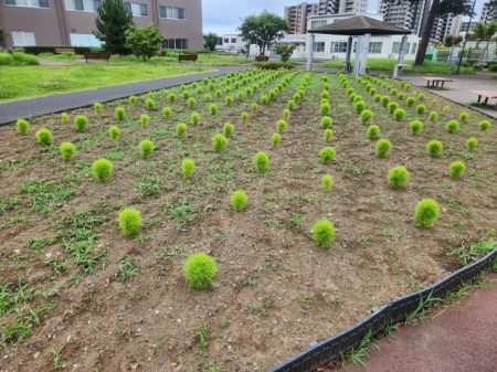 スターバックスひたちなか店 コキア植栽体験10