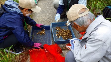 スカシユリ球根植え付けの様子