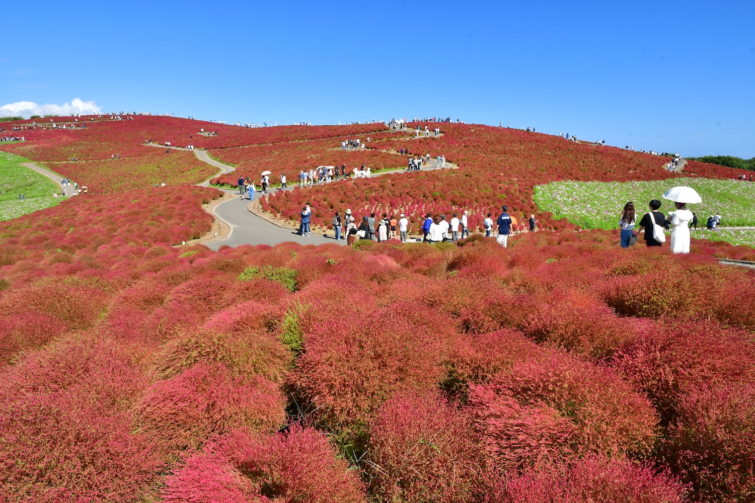 コキアの撮影スポット(丘一面に広がる真っ赤なコキア)
