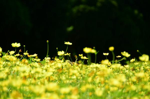 s-DSC_1801