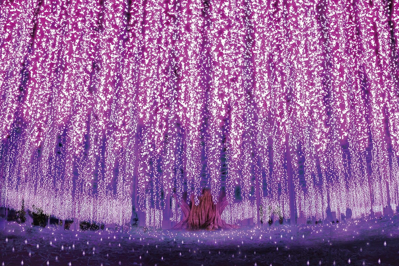 あしかがフラワーパーク