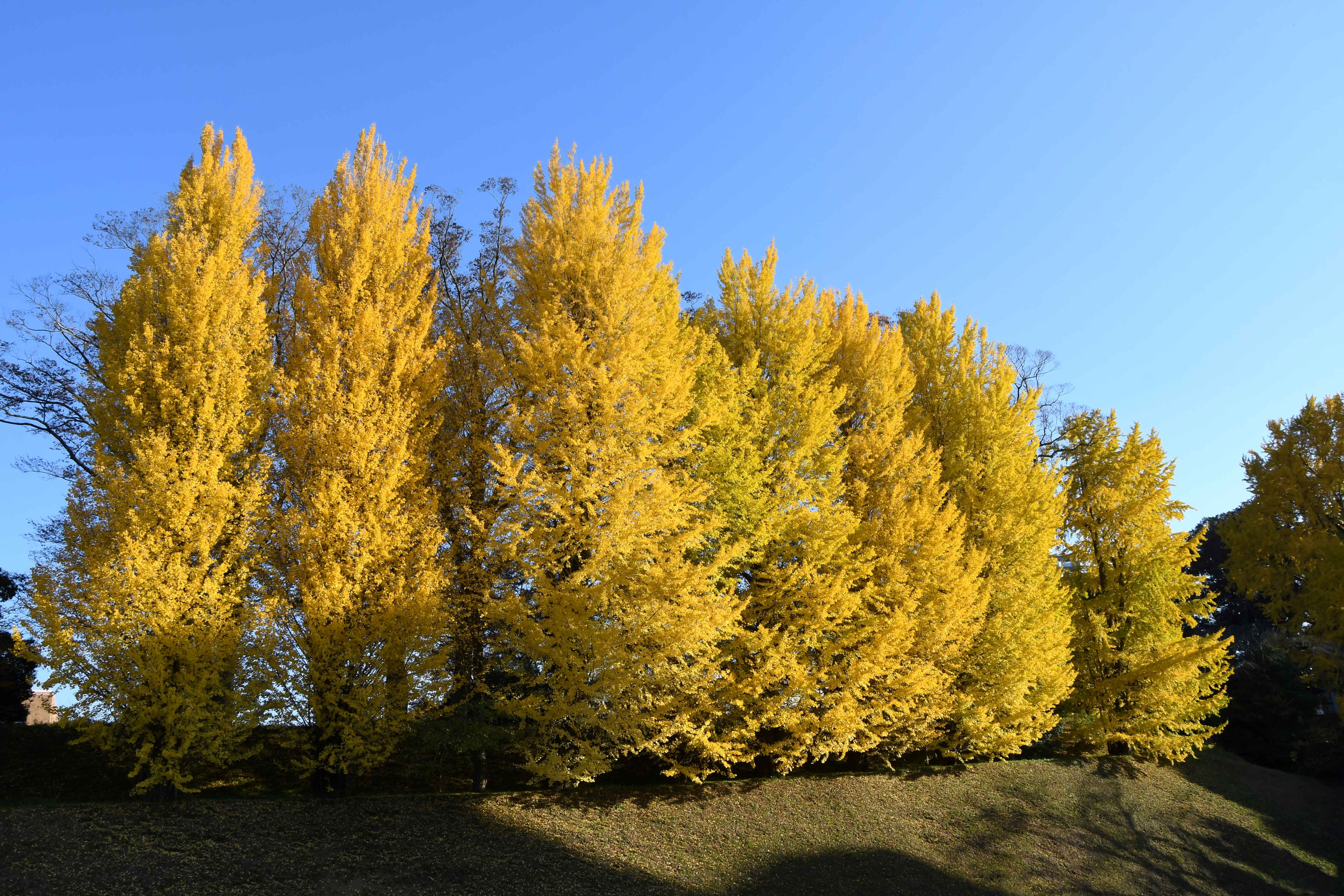 紅葉時期のお堀のイチョウ並木