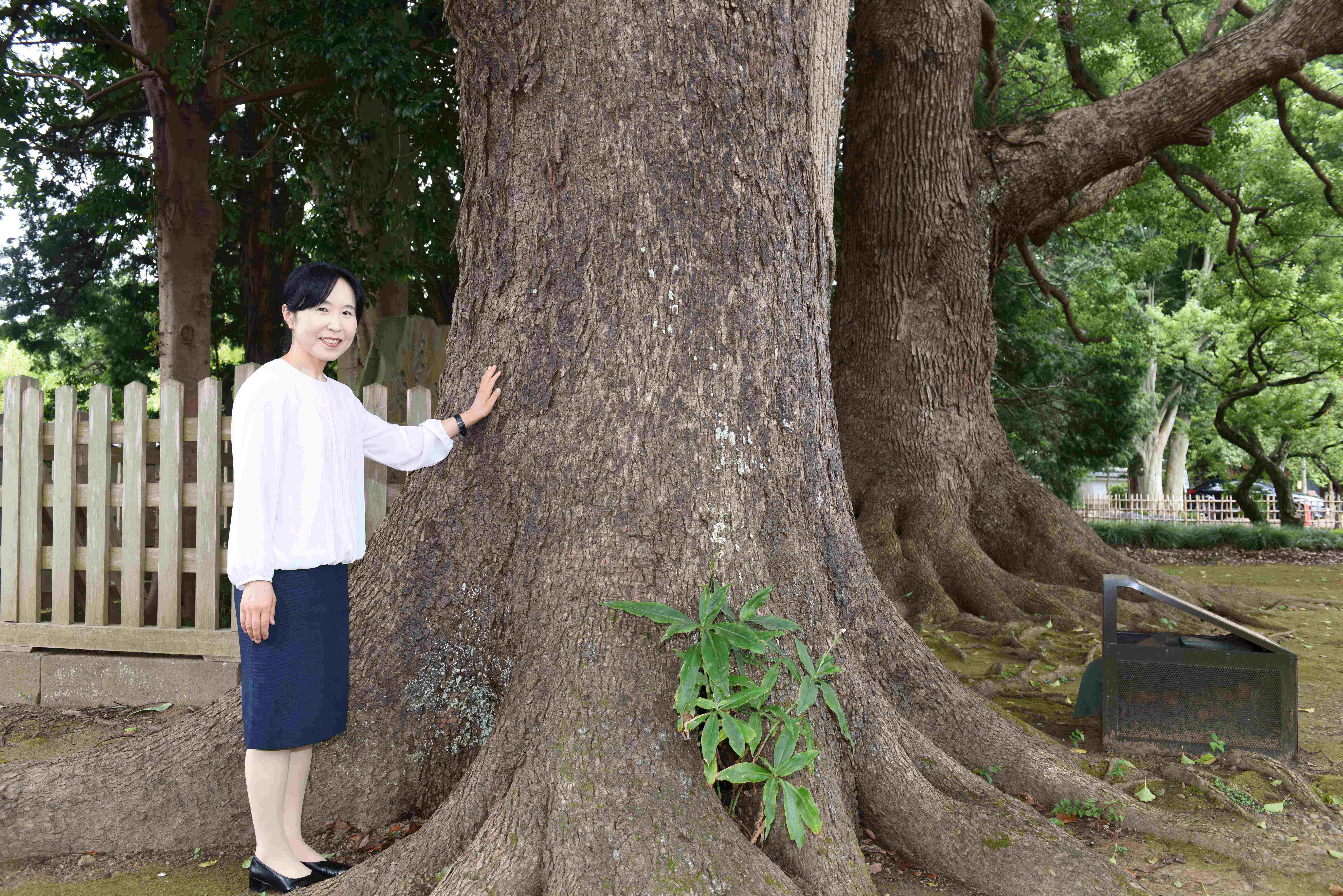 歌碑を守るように立つクスノキ